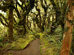 A native bush walk