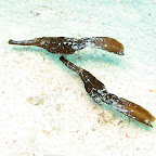 Seagrass ghostpipefish (El Gouna)