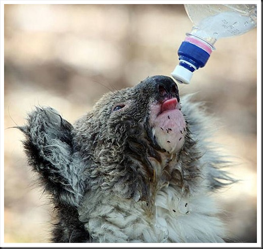 Pictures-Of-Koalas-Drinking-Water11