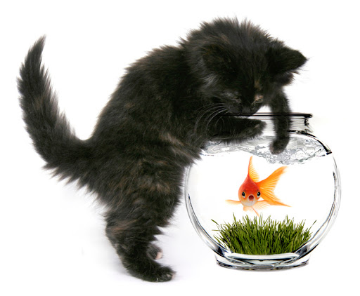 goldfish bowl and cat. Black Cat Reaching Into