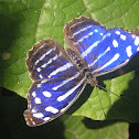 Whitened Bluewing
