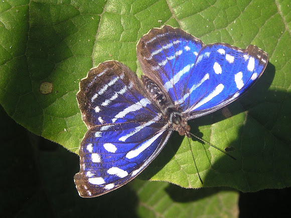 Spotting Image 1
