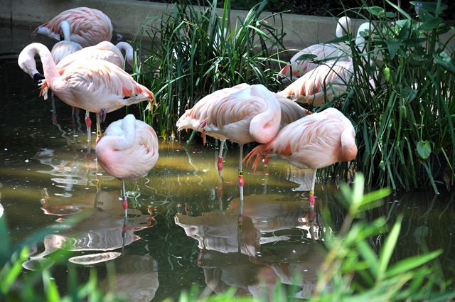 [zoo%25200810%2520%25281%2529%255B3%255D.jpg]