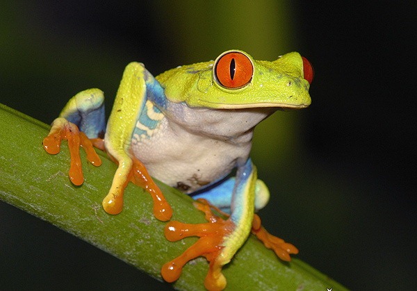 [red-eyed-tree-frog--_DSC9743%255B8%255D.jpg]