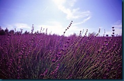 lavanda