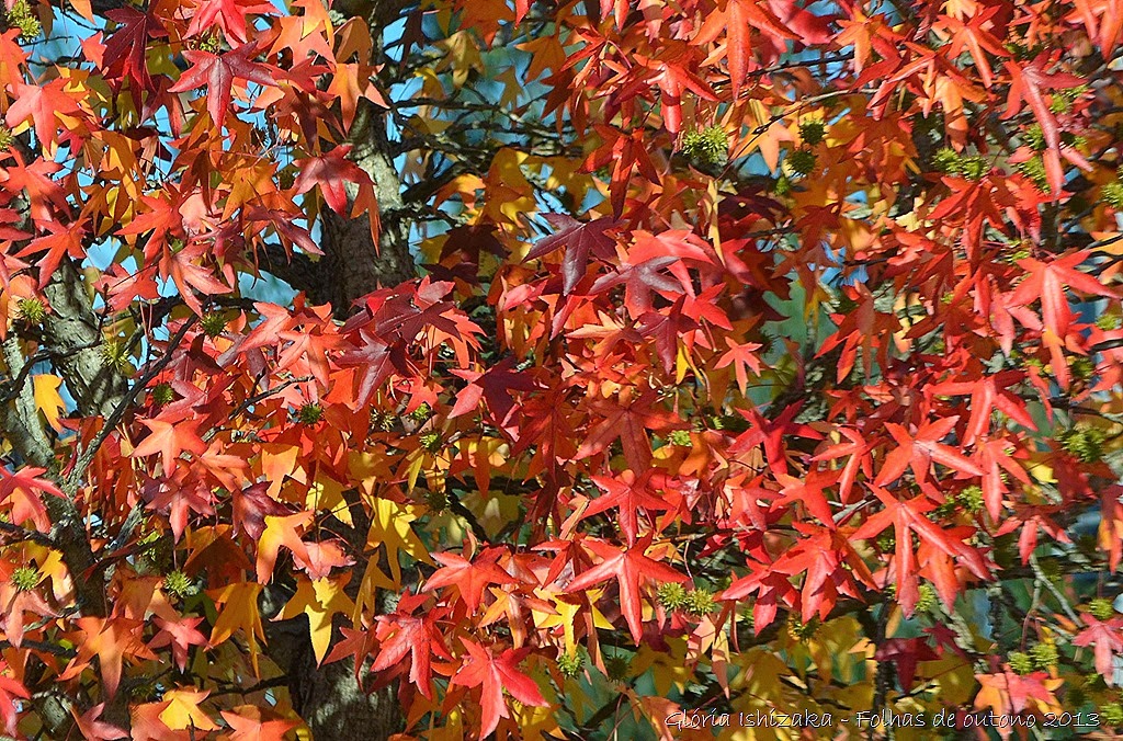[7--Glria-Ishizaka---Folhas-de-Outono.jpg]