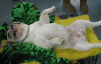 Exhausted French Bulldog