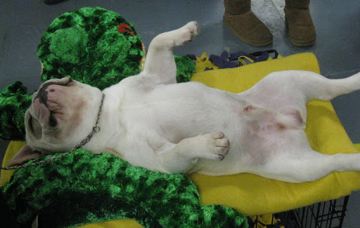 Exhausted French Bulldog