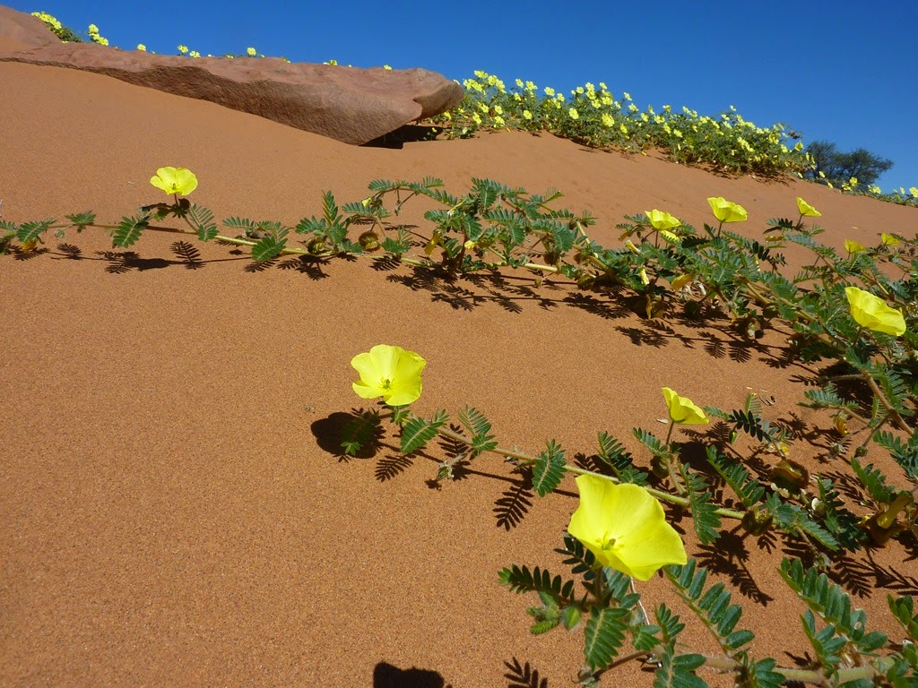 [wild-desert-flowers%255B7%255D.jpg]