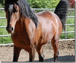horses2011-8