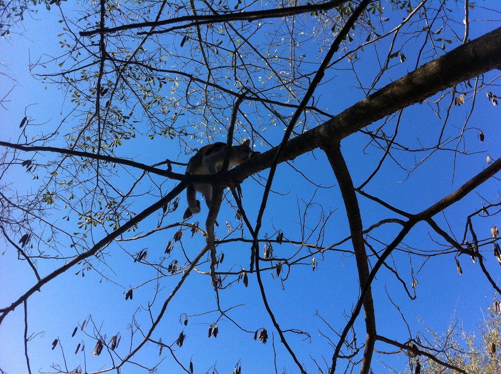 [up%2520a%2520tree%25202%255B4%255D.jpg]