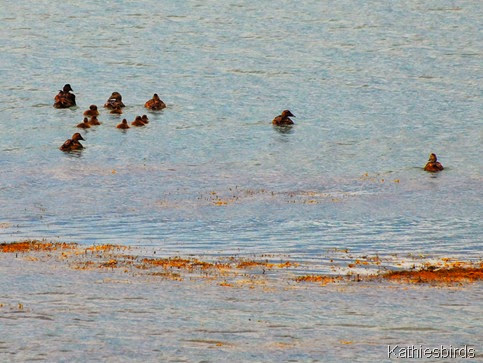 2. eider at the boat launch-kab 2. eider at the boat launch-kab
