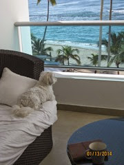 Snuggles likes to watch the beach too
