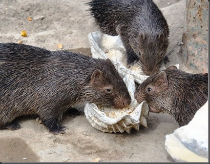 porcupines Calauit Safari park