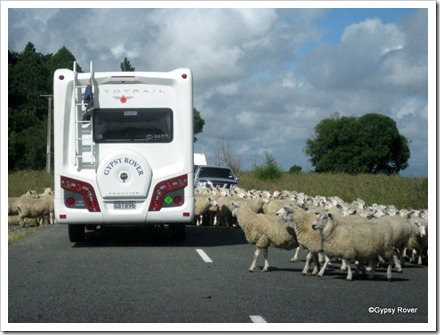 Silly sheep didn't know which way they were supposed to be going.