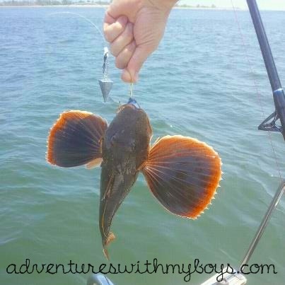 [sea%2520robin%255B2%255D.jpg]