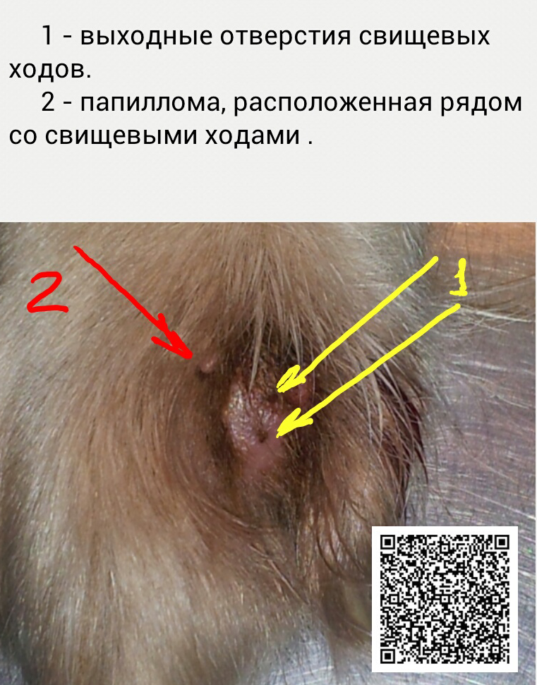У собаки воспаление межпальцевой железы как лечить У собаки воспаление межпальцевой железы как лечить
