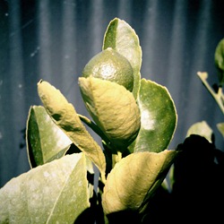 lemons to come