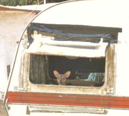 [AFRIKANER%2520SQUAT%2520KRUGERSDORP%2520MAY2012%255B12%255D.jpg]