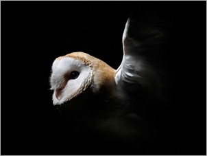 Barn Owl. Jed Wee