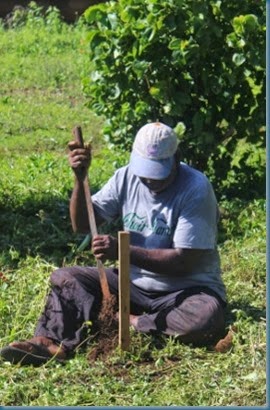 Hiva digging