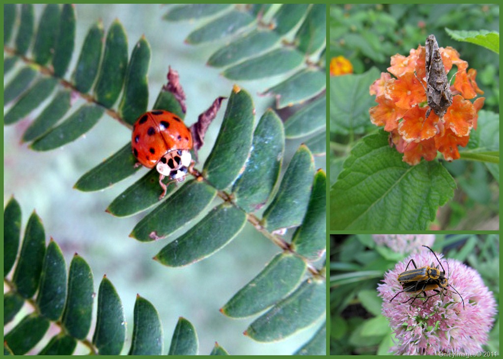[insects%2520collage%255B7%255D.jpg]