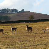 Bradgate.jpg
