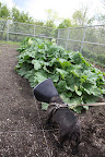 Sharkey, the rhubarb sure is big!  It's typically one of the first vegetables to pop up in the garden and, as with so many things, this year's mild winter has certainly made it come early!