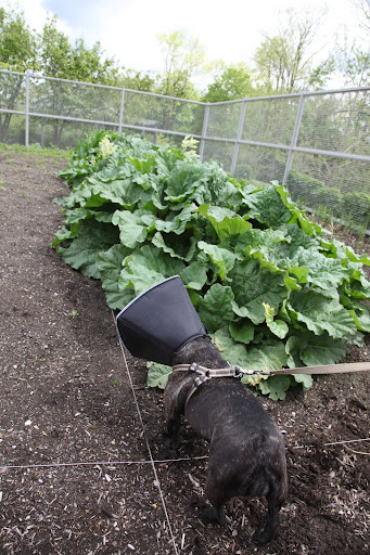 Sharkey, the rhubarb sure is big!  It's typically one of the first vegetables to pop up in the garden and, as with so many things, this year's mild winter has certainly made it come early!