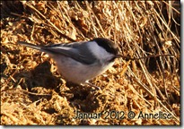 januar_2012_02