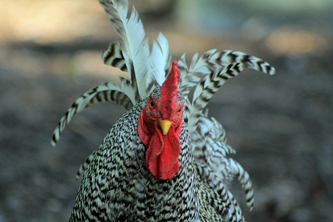 rooster2 rooster2