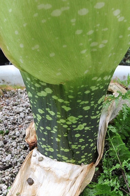 [110625_Amorphophallus-titanum_16%255B3%255D.jpg]