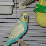 Sunny a rescue now named Sundance.JPG