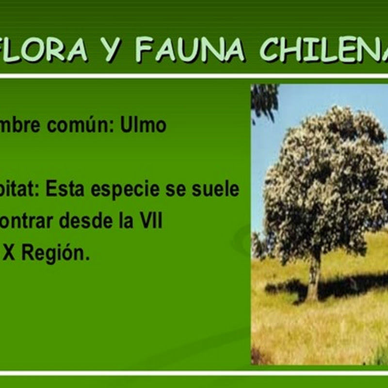 Dibujos de la flora chilena, color y para colorear conozcamos chile