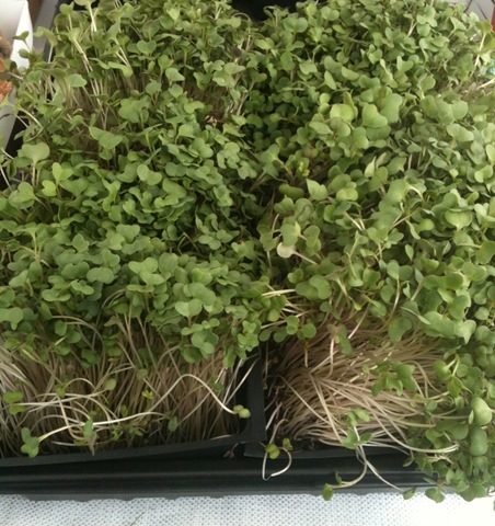 [broccoli%2520sprouts%2520wiltbank%2520farm%255B4%255D.jpg]