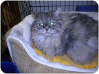 Miss Percy, Wadena, MN. I'm a house-trained young lady with long silky hair. I'm Persian, and very well mannered if I do say so myself! Oh and I was declawed on all 4 of my petite feet, so I must only be indoors... preferably on a soft velvet pillow surrounded by catnip and love. Miss Percy, Wadena, MN. I'm a house-trained young lady with long silky hair. I'm Persian, and very well mannered if I do say so myself! Oh and I was declawed on all 4 of my petite feet, so I must only be indoors... preferably on a soft velvet pillow surrounded by catnip and love.