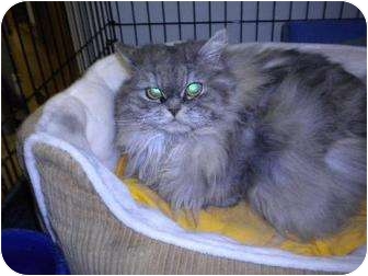 Miss Percy, Wadena, MN. I'm a house-trained young lady with long silky hair. I'm Persian, and very well mannered if I do say so myself! Oh and I was declawed on all 4 of my petite feet, so I must only be indoors... preferably on a soft velvet pillow surrounded by catnip and love.