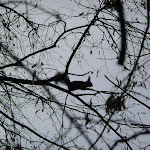 Автор Павел Гаврилов Автор Гаврилов Павел-Белка_.jpg