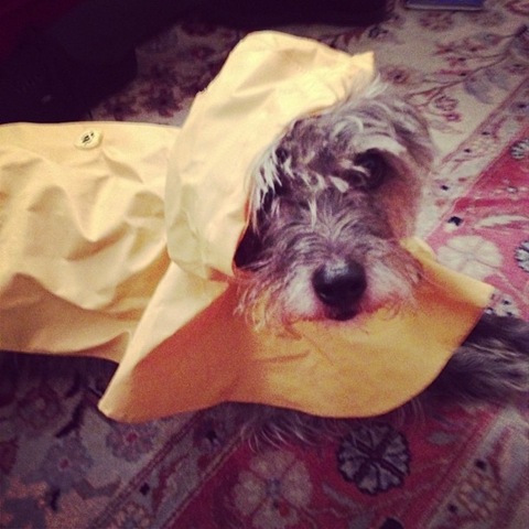 [hurricane-sandy-dogs-22%255B2%255D.jpg]