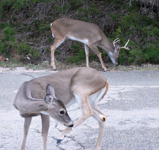 [Buck%2520with%2520simle%255B3%255D.jpg]