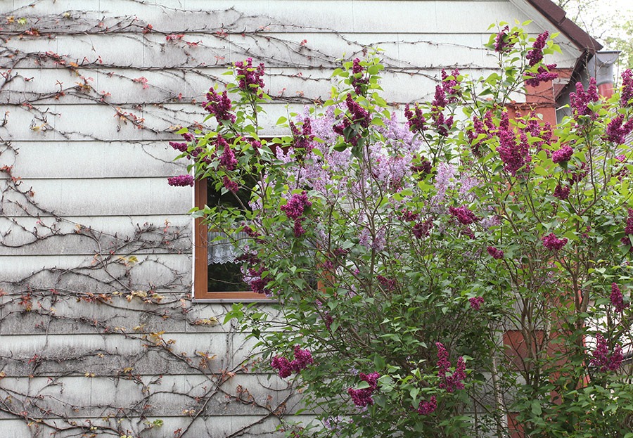 [120506_lilac2%255B3%255D.jpg]