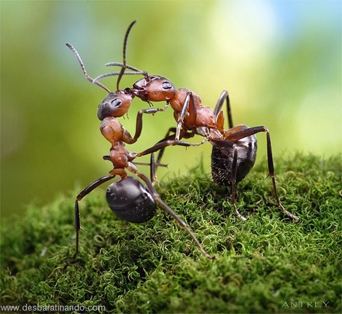 formigas inacreditaveis incriveis desbaratinando  (58)