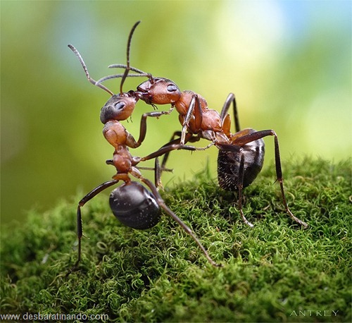 formigas inacreditaveis incriveis desbaratinando (58) formigas inacreditaveis incriveis desbaratinando (58)