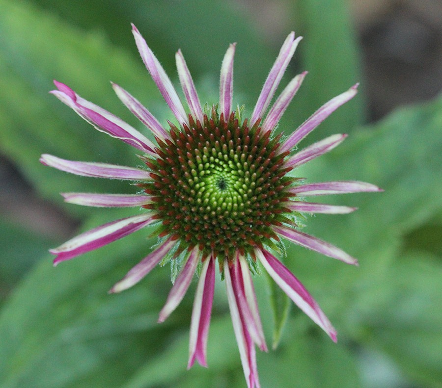 [110623_Echinacea-Kims-Knee-High_02%255B3%255D.jpg]