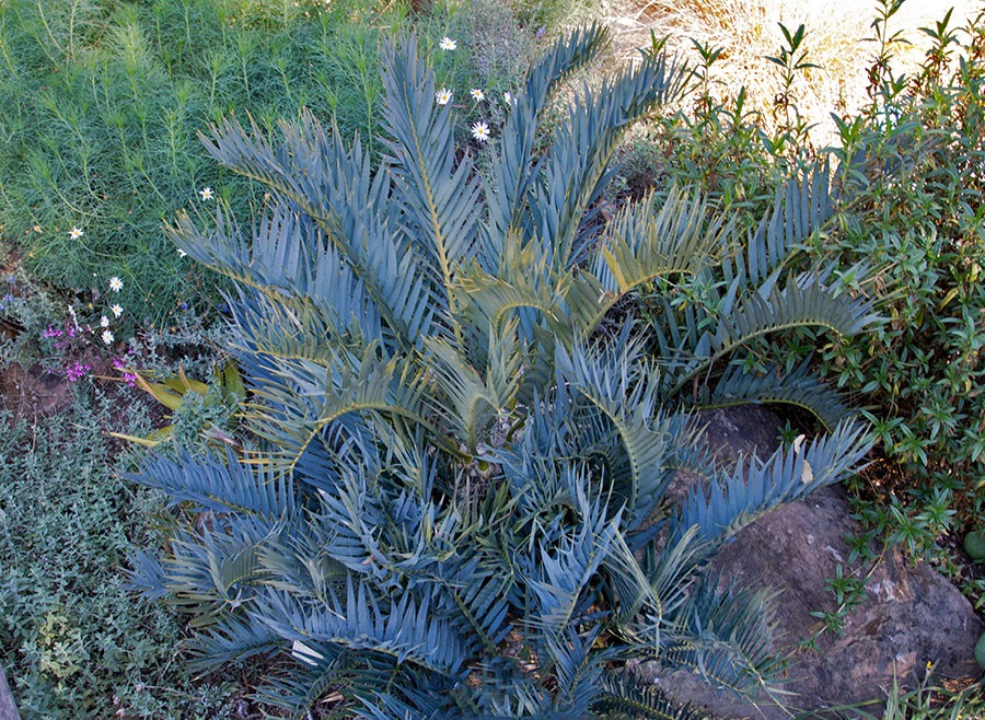 [111228_UCBG_Encephalartos-trispinosu.jpg]
