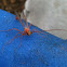 Ichneumon wasp