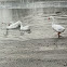 Embden x White Chinese Geese