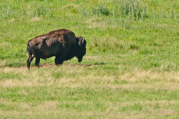 [2011Jul31_Custer_State_Park_bison-3%255B3%255D.jpg]