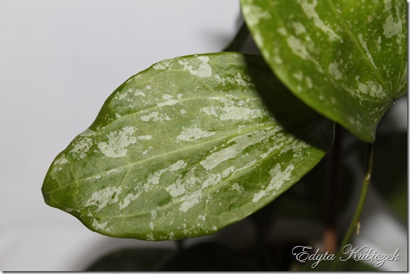 IMG_0075 IMG_0075