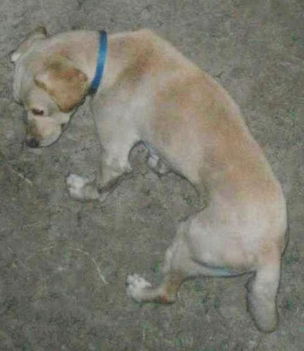 LABRADOR CREMA cachorron en SURCO.jpg
